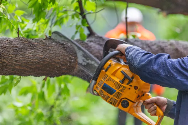 Un hombre está cortando una rama de árbol con una motosierra.