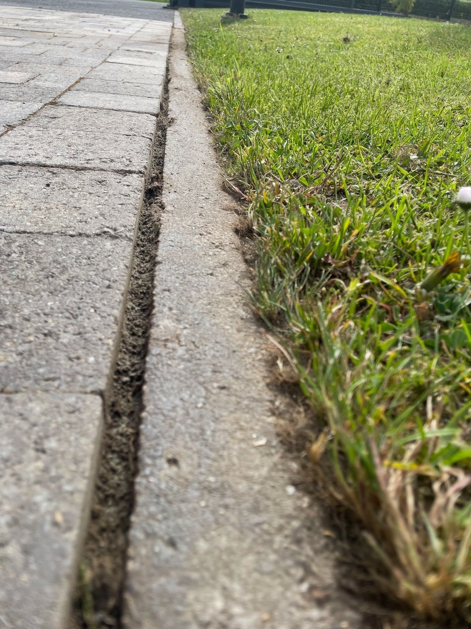 Gros plan sur le bord d'un trottoir bordé d'herbe verte, avec un étroit rebord en béton au premier plan.
