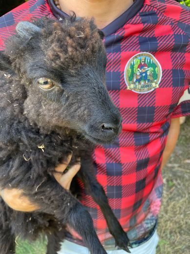 Un mouton dans les bras d'un homme avec une chemise de bûcheron