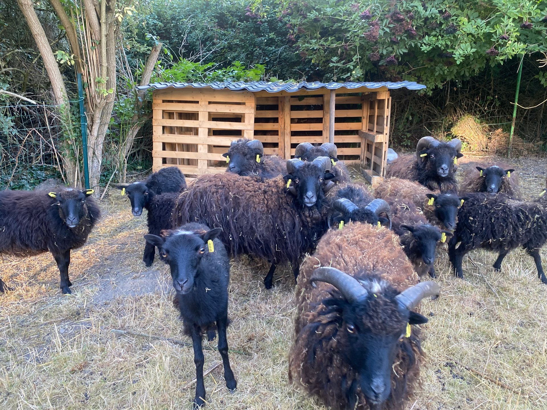 Un troupeau de moutons noir