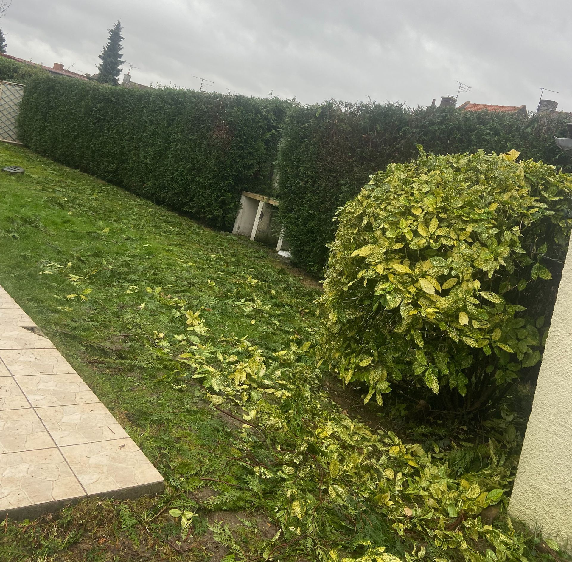 Jardin pluvieux avec haies taillées, un arbuste rond et de l'herbe mouillée à côté d'une terrasse carrelée.