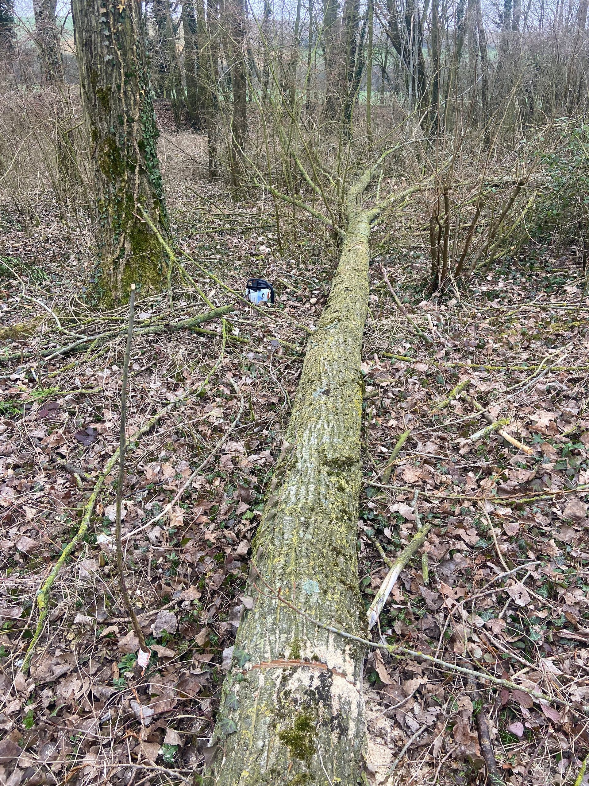 Un tronc d'arbre tombé, recouvert de mousse, dans une forêt jonchée de feuilles, avec un petit objet bleu à proximité.