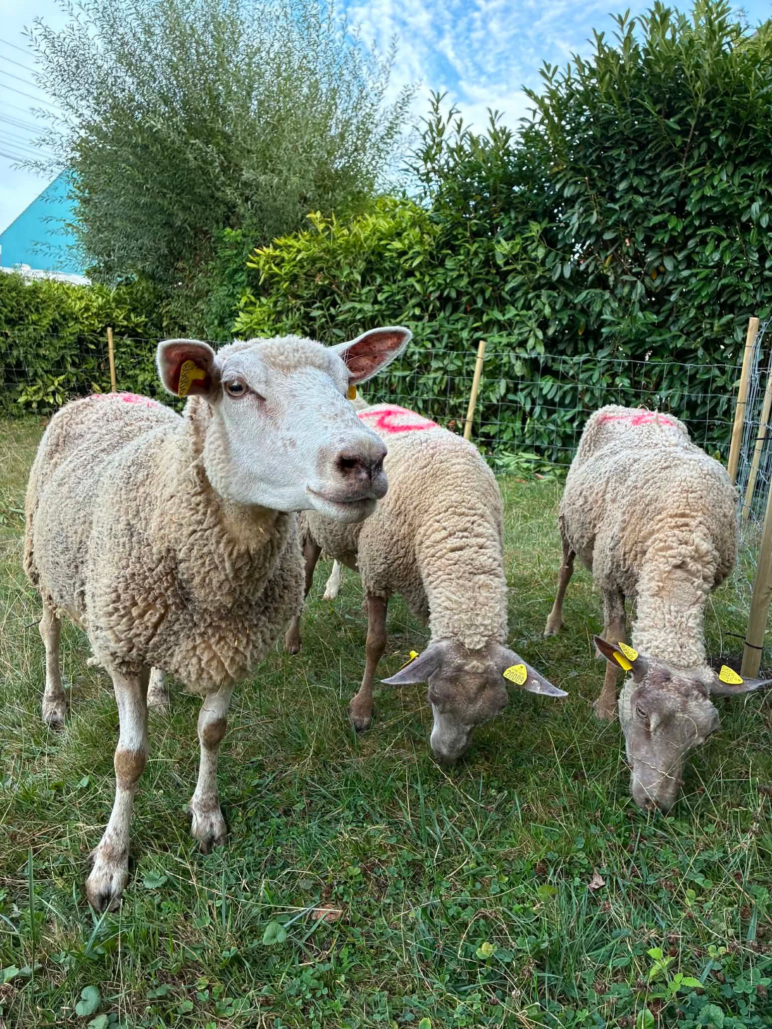 Trois moutons blancs