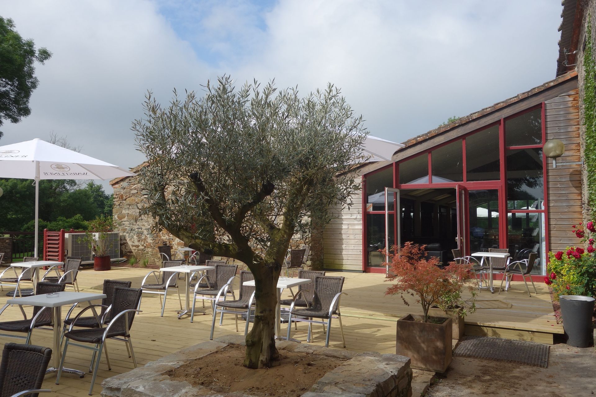 Terraza de cafetería al aire libre con mesas, sillas, un olivo y un edificio de cristal con marco rojo.