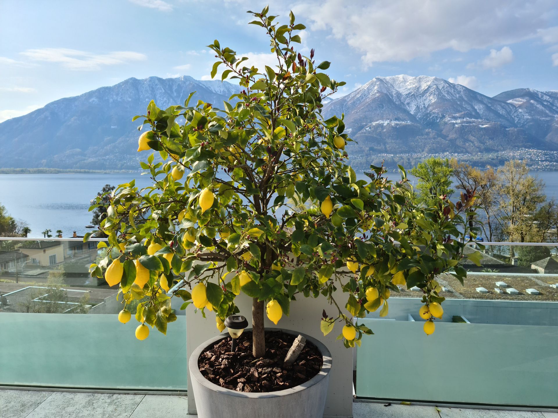 Un albero di limoni in un vaso, carico di frutti, su un tetto con vista su un lago e sulle montagne innevate.