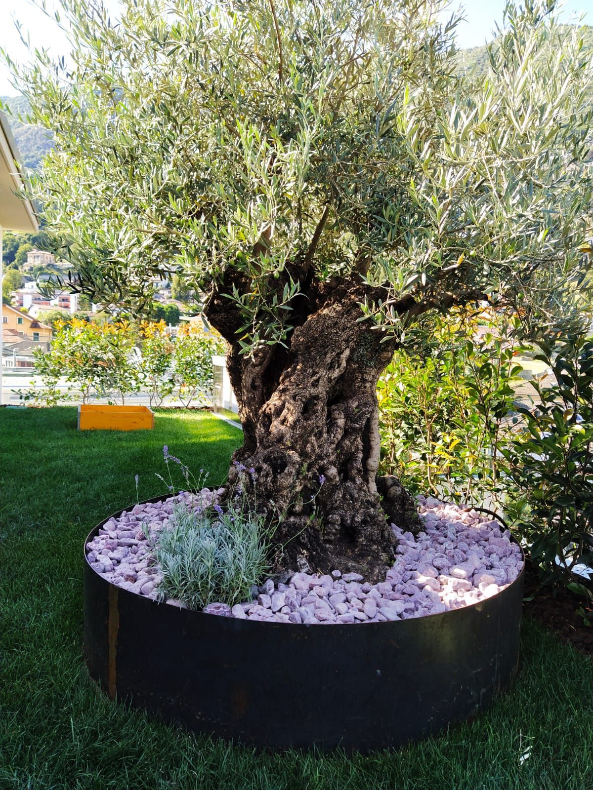 Un vecchio ulivo con un tronco ruvido in una fioriera rotonda nera riempita di ghiaia rosa su un prato.