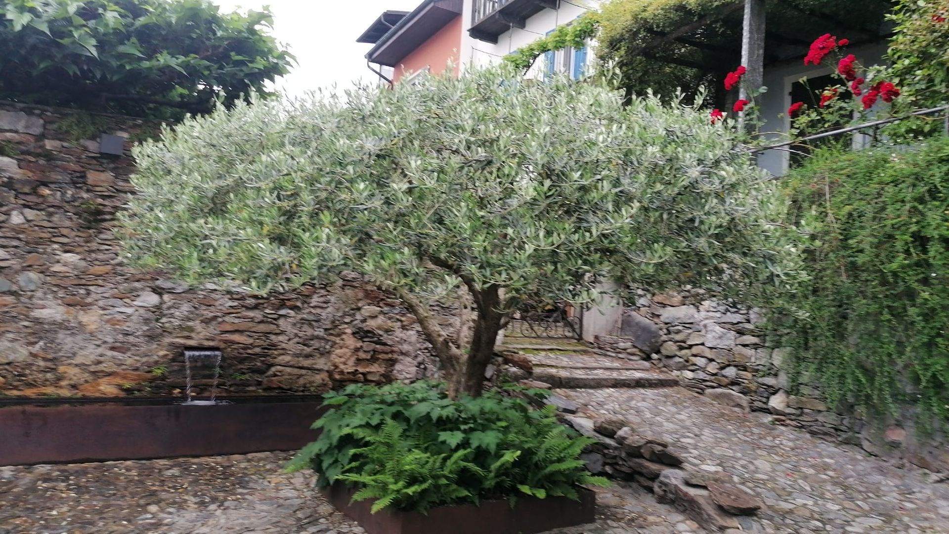 Ulivo in un'area con muro in pietra, fogliame verde e un edificio sullo sfondo.