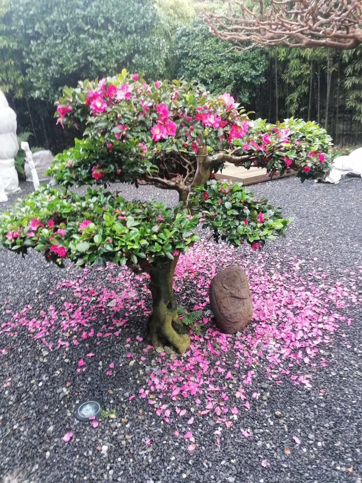 Bonsai con fiori rosa e petali caduti su ghiaia nera. Accanto all'albero c'è una grande roccia scura.
