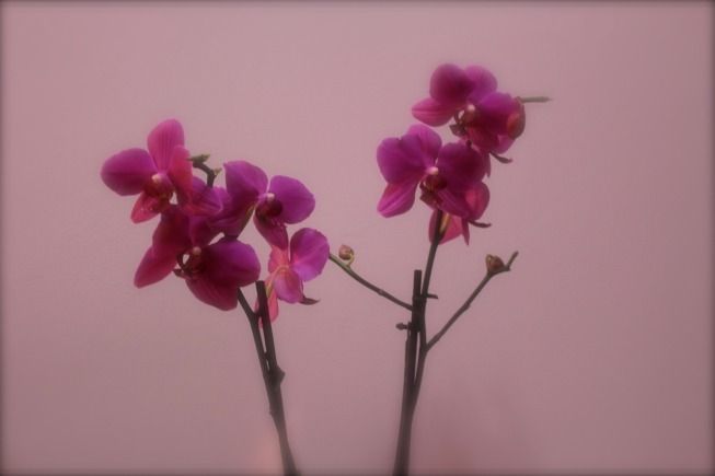 Dos orquídeas moradas sobre un fondo rosa.