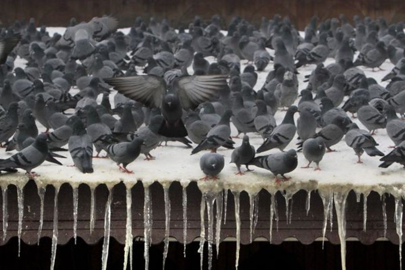 insectes et nuisibles