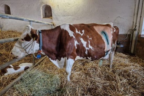 Tierklinik Leimental AG