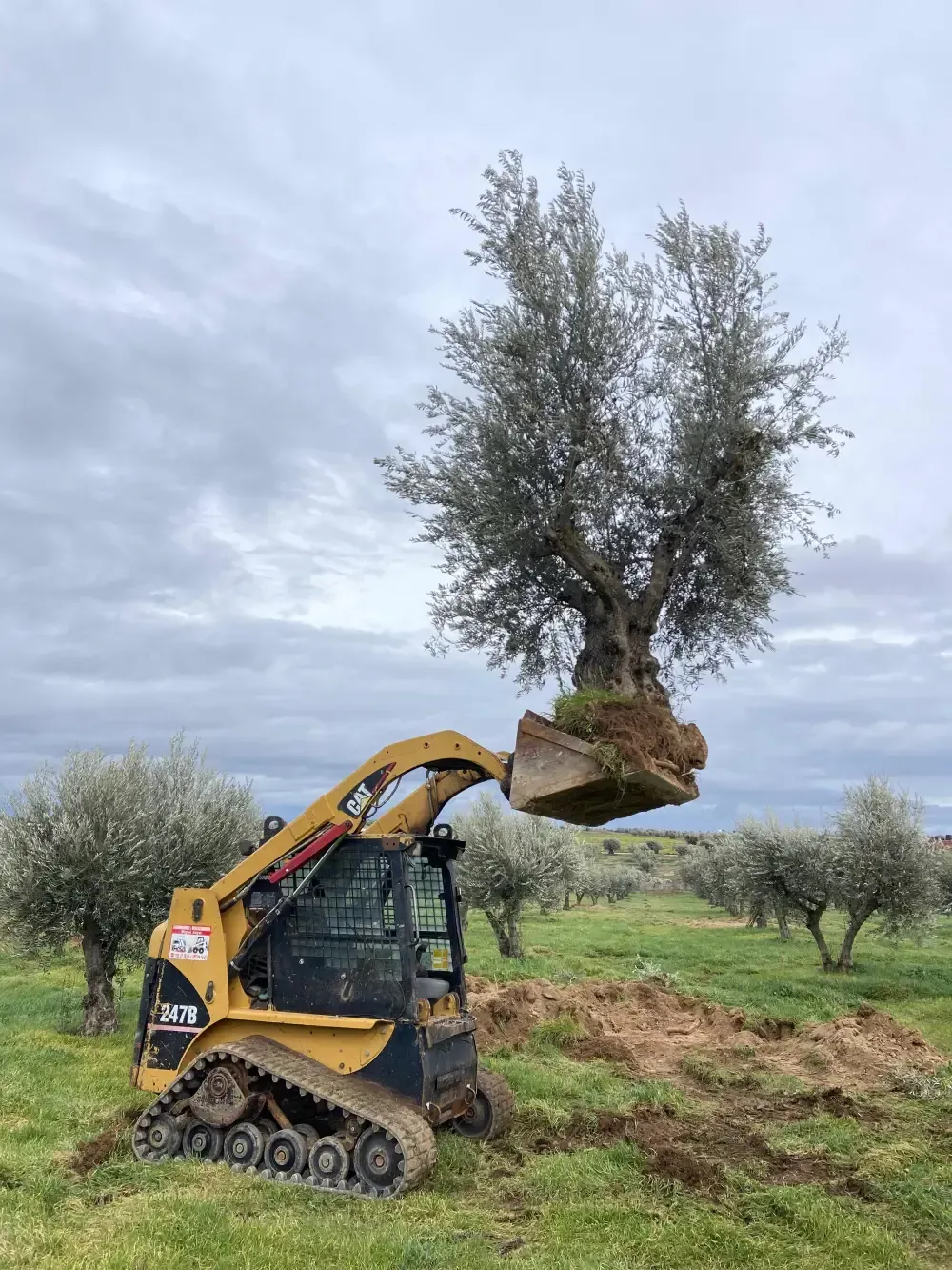 Cargadora de dirección deslizante transportando un olivo en un huerto bajo un cielo nublado.