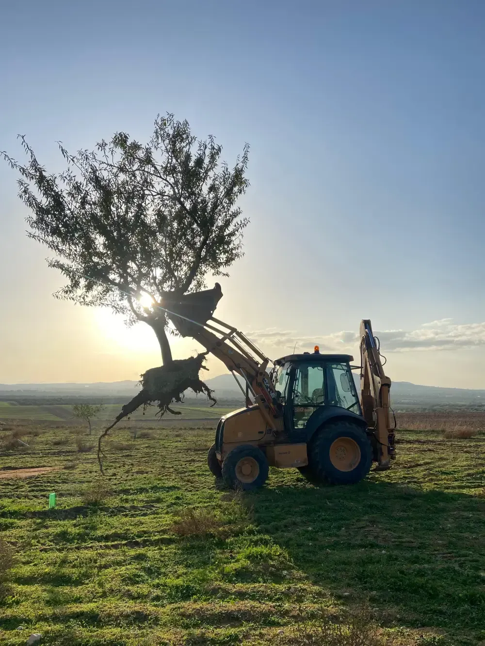 Retroexcavadora levantando un árbol contra un cielo brillante.