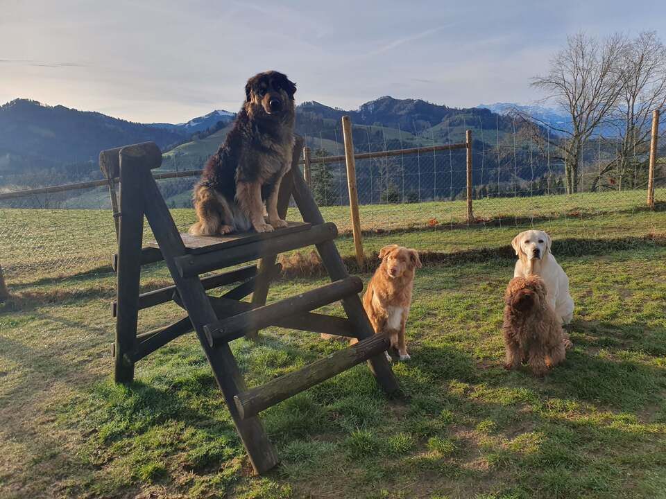 Tierservice Heer - Mehrere Hunde auf einer Freilaufwiese mit Klettergerüst