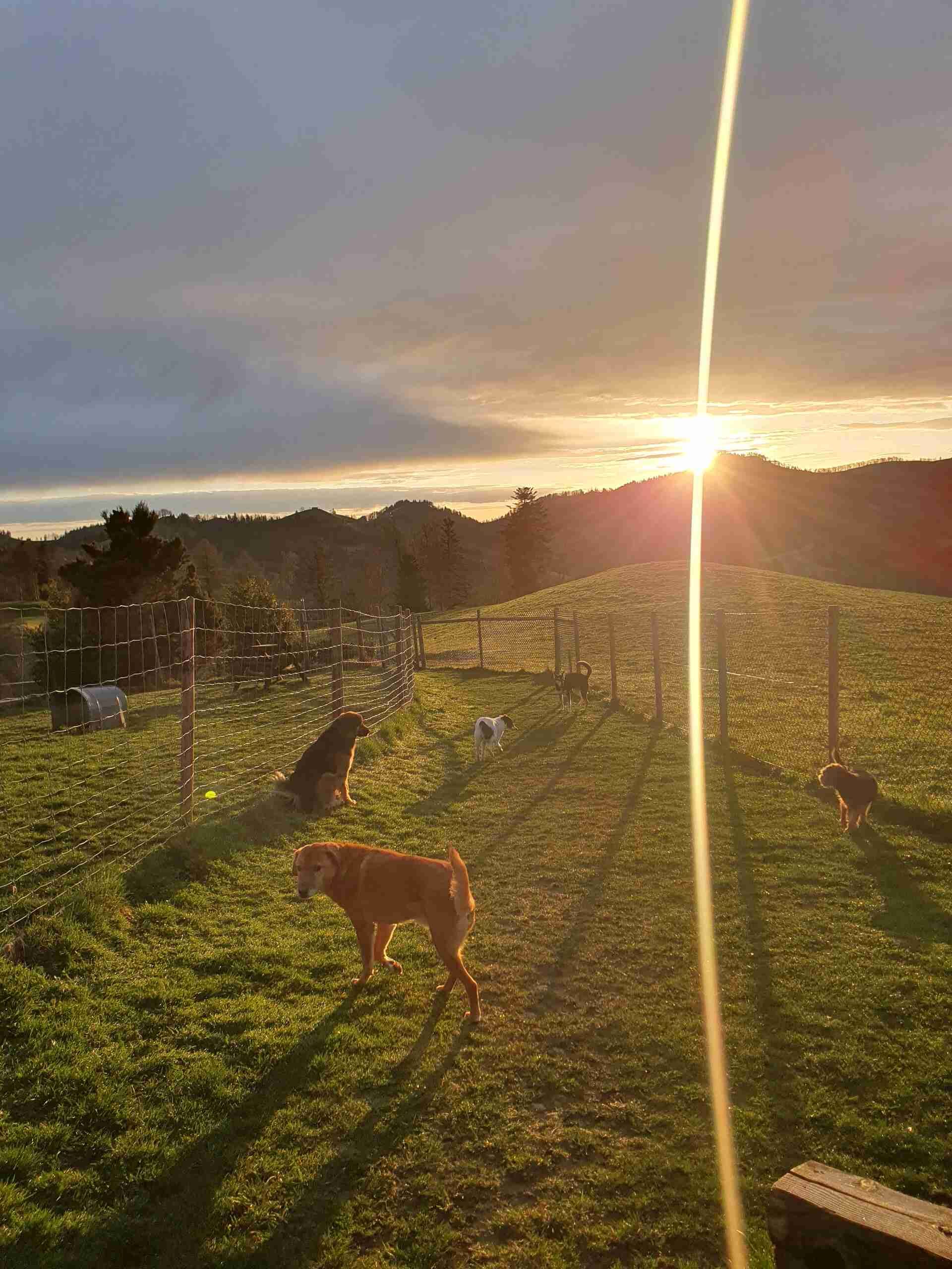 Tierservice Heer - Mehrere Hunde auf einer Freilaufwiese mit Klettergerüst