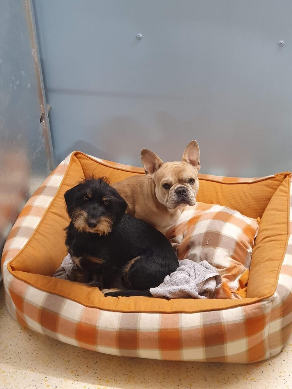 Tierservice Heer - zwei Hunde sitzen gemeinsam in einem Körbchen