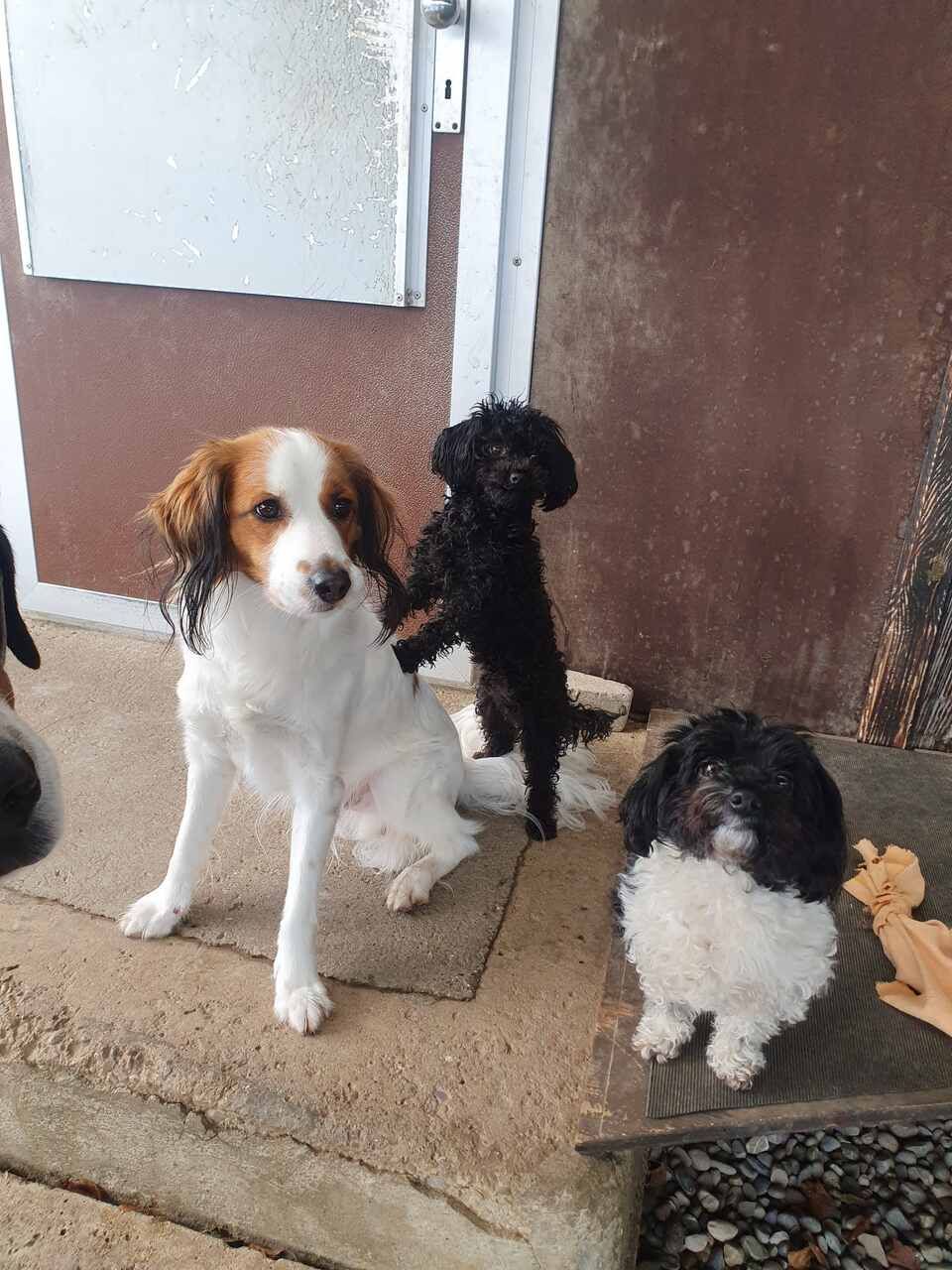 Tierservice Heer - drei Hunde posieren für ein Foto