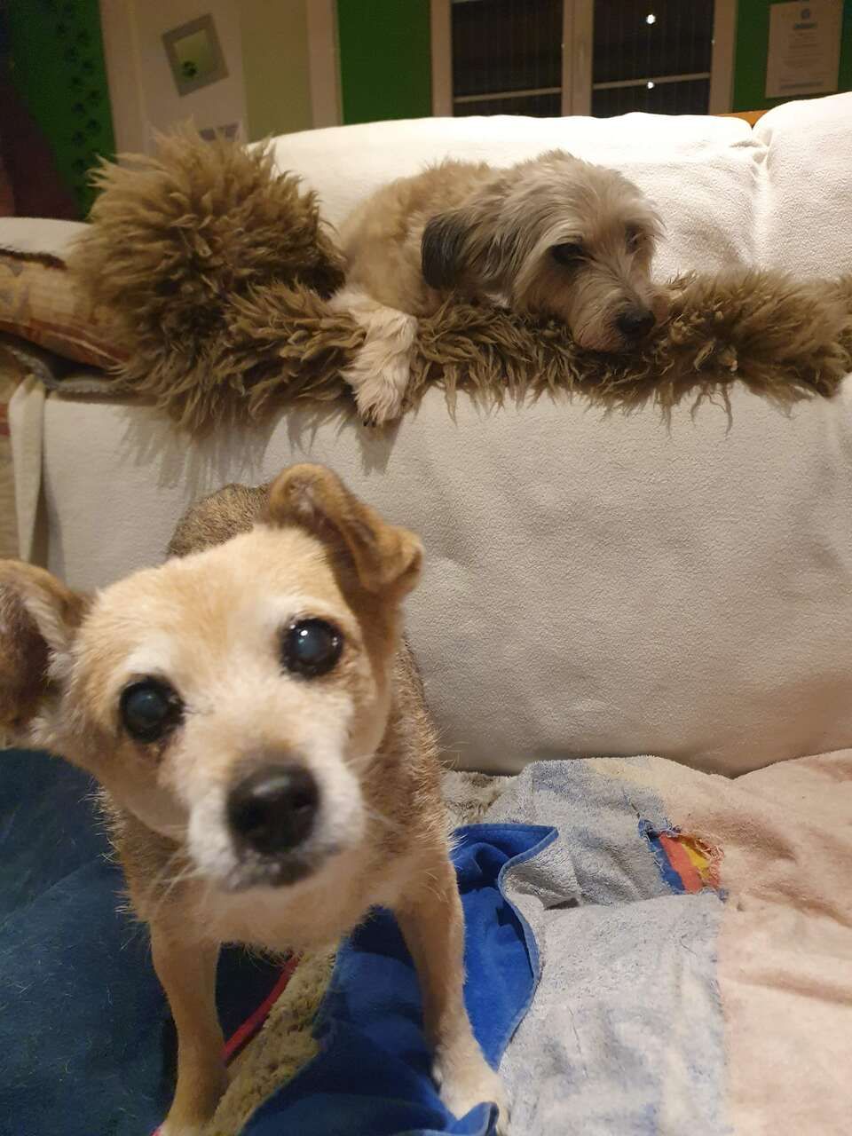 Tierservice Heer - Hund liegt auf einem Sofa