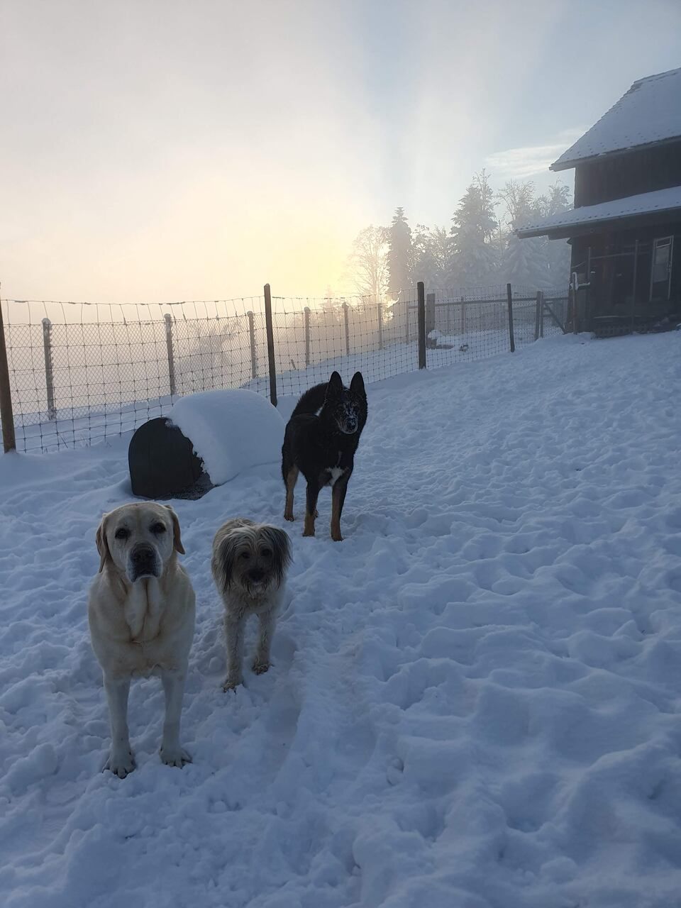 Tierservice Heer - drei Hunde auf einer verschneiten Wiese, morgendlicher Nebel im Hintergrund