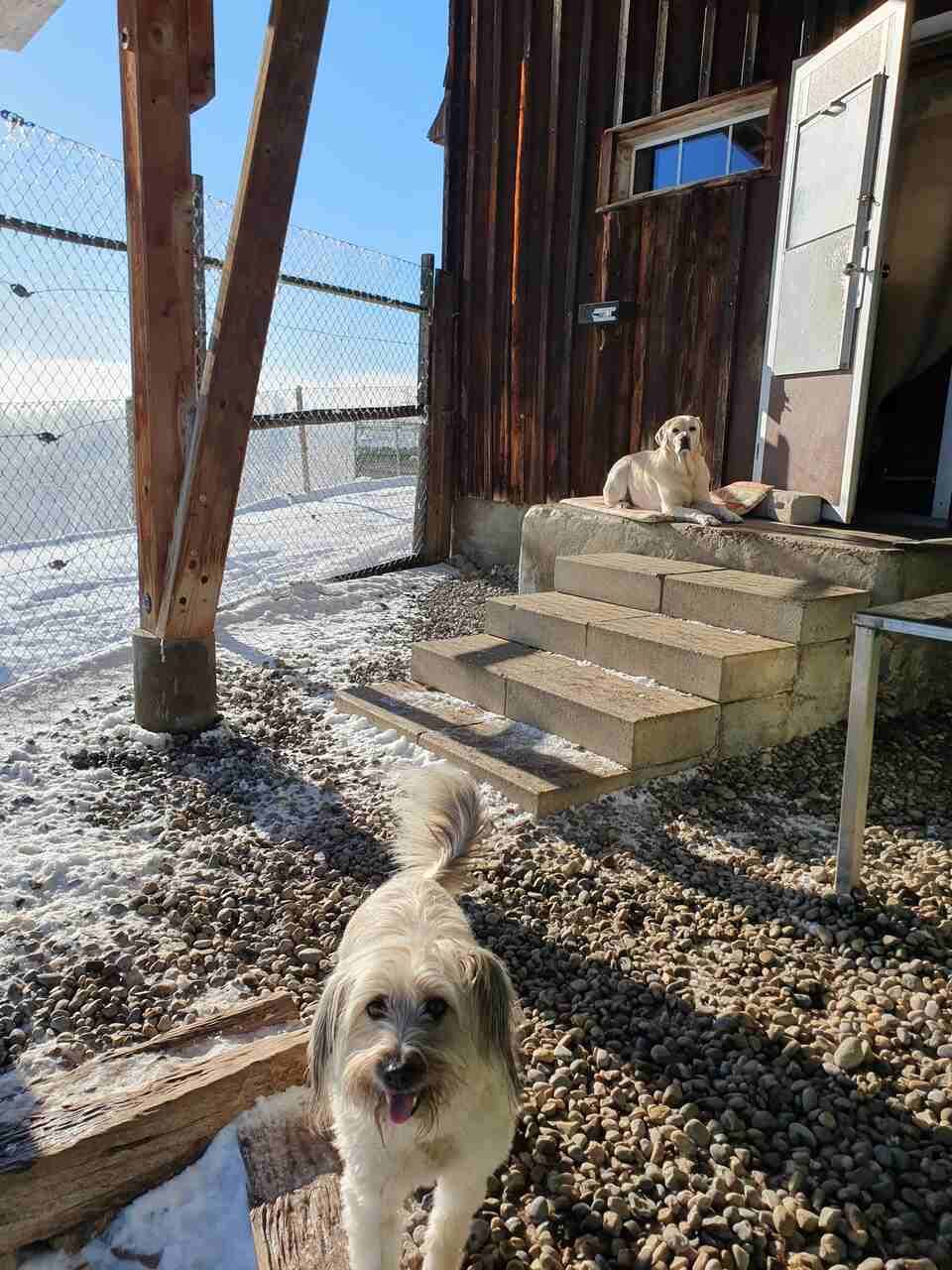 Tierservice Heer - ein Hund sitzt auf den oberen Stufen einer Steintreppe