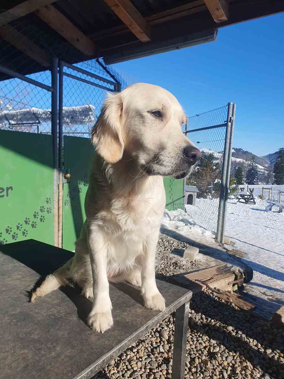 Tierservice Heer - ein Hund vor einer Schneelandschaft schaut in die Ferne