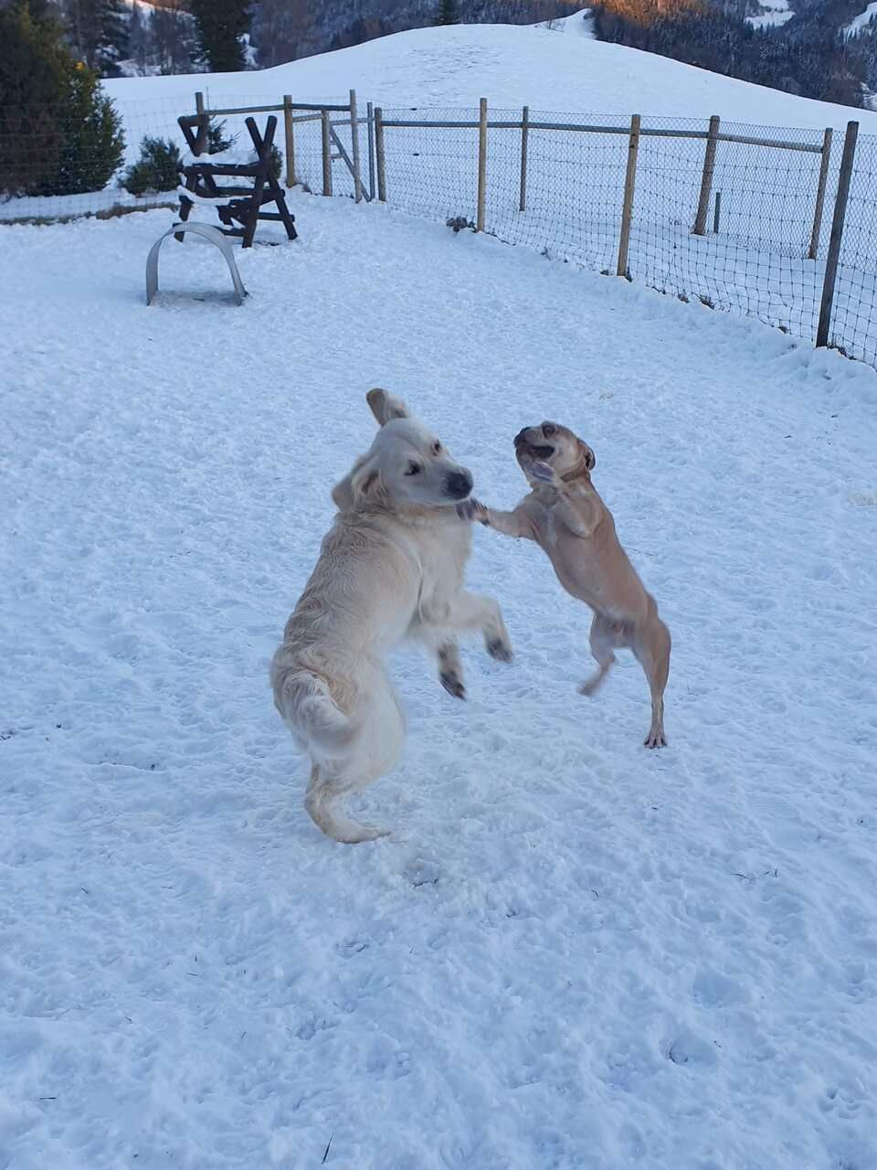 Tierservice Heer - zwei Hunde spielen im Schnee