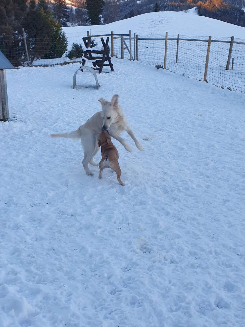 Tierservice Heer - zwei Hunde spielen im Schnee