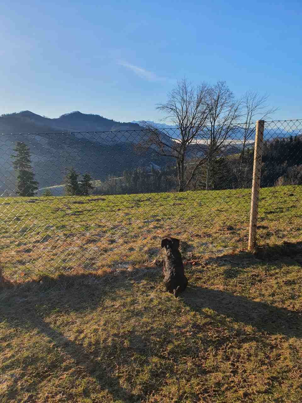 Tierservice Heer - ein Hund sitzt vor einem Zaun und schaut in die Ferne