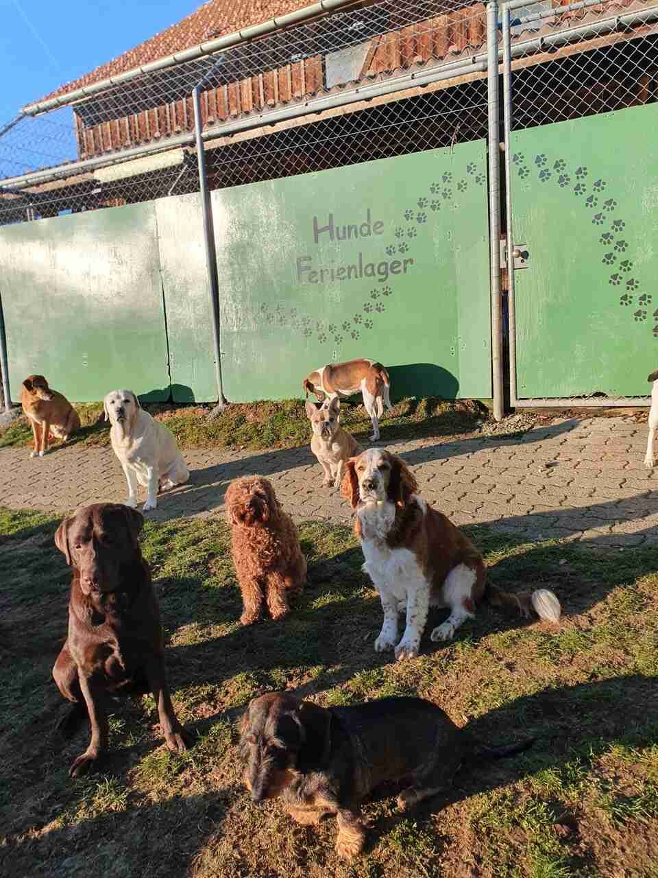 Tierservice Heer - ein Rudel Hunde im Ferienlager