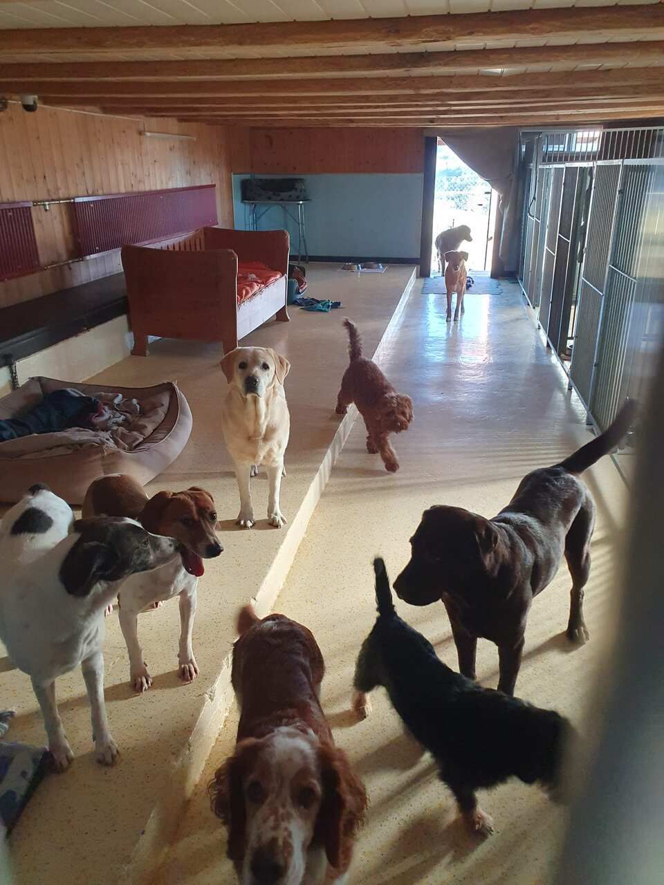 Tierservice Heer - ein Rudel Hunde wedelt aufgeregt mit den Schwänzen