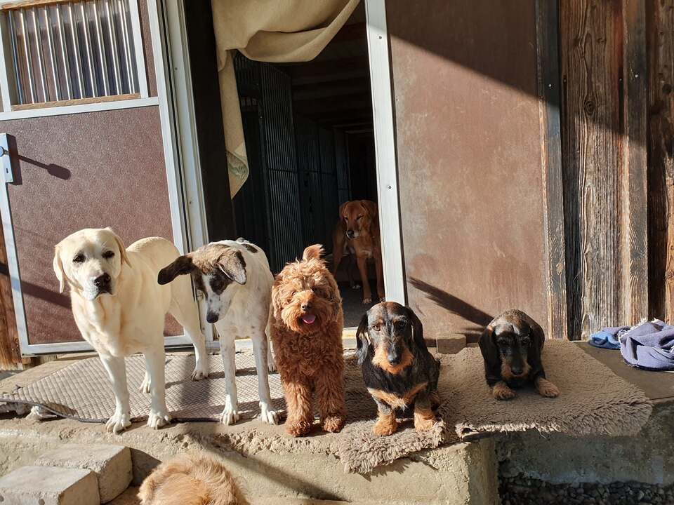 Tierservice Heer - Hunde verschiedener Grösse stehen in einer Reihe