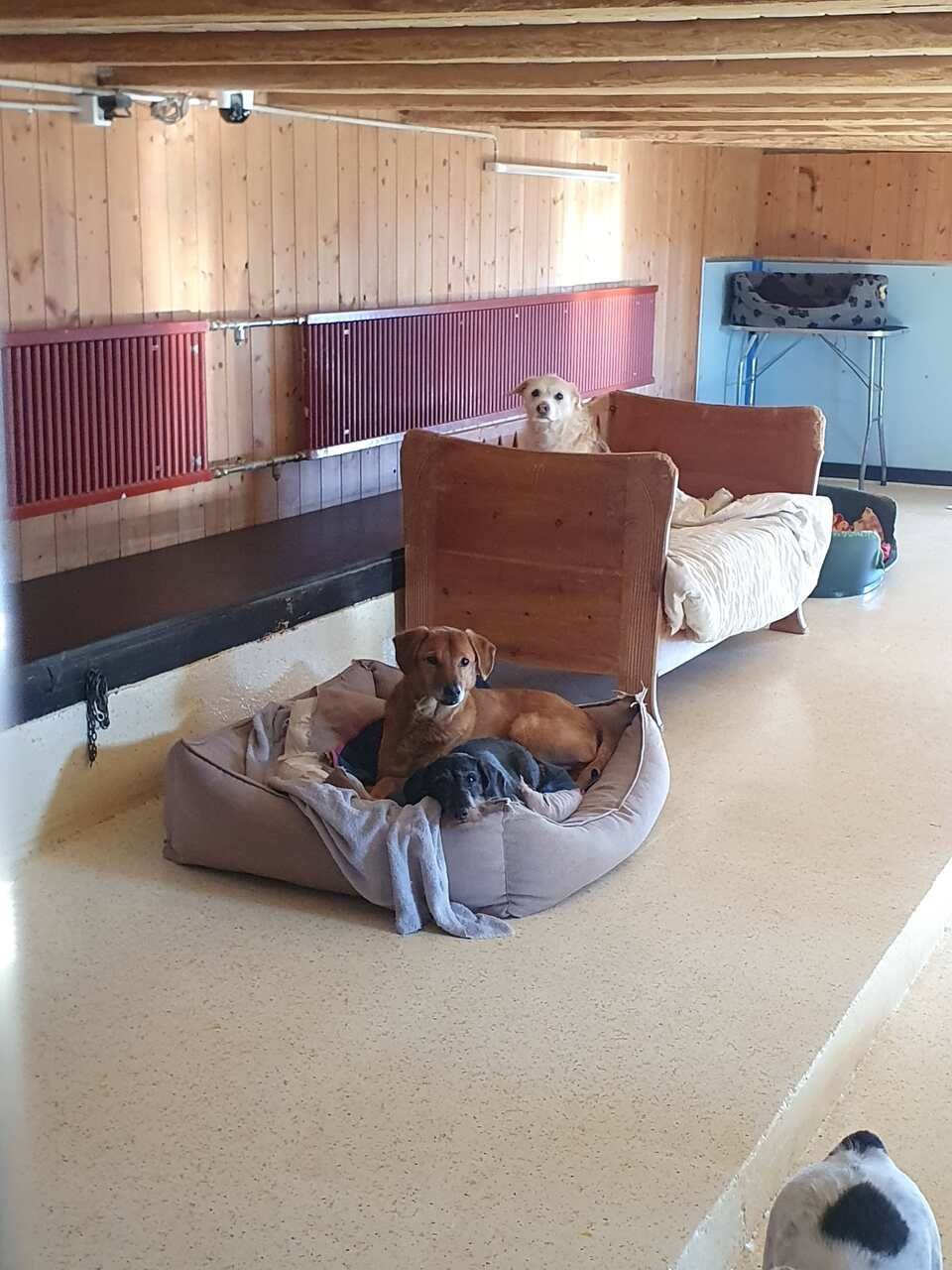 Tierservice Heer - mehrere Hunde schauen aus ihren Schlafplätzen zur Kamera