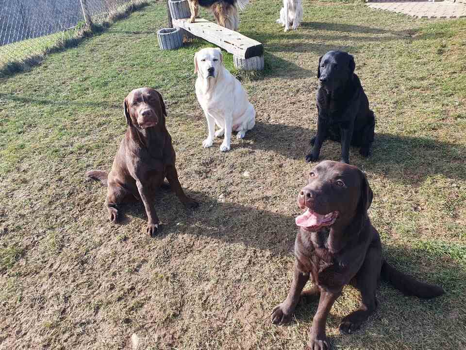 Tierservice Heer - Vier Hunde auf der Freilaufwiese des Geländes