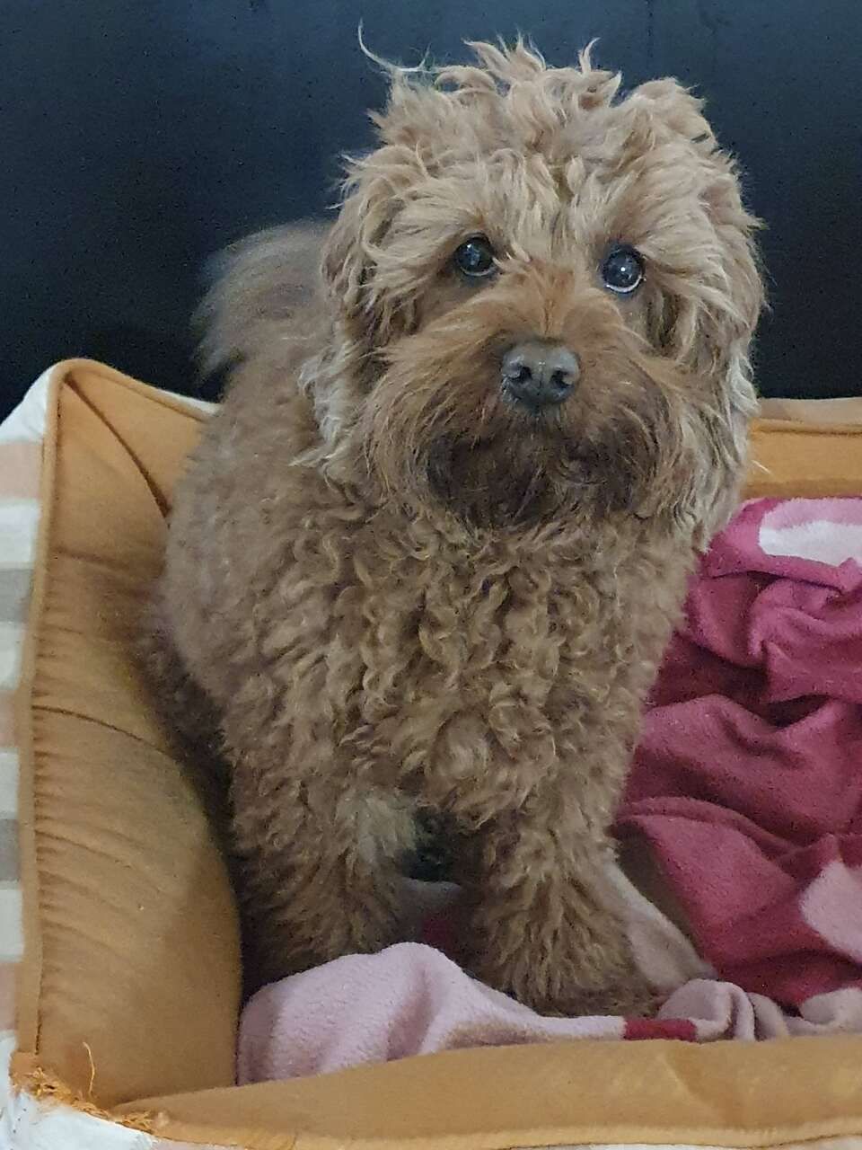 Tierservice Heer - ein Hund sitzt aufmerksam in seinem Körbchen