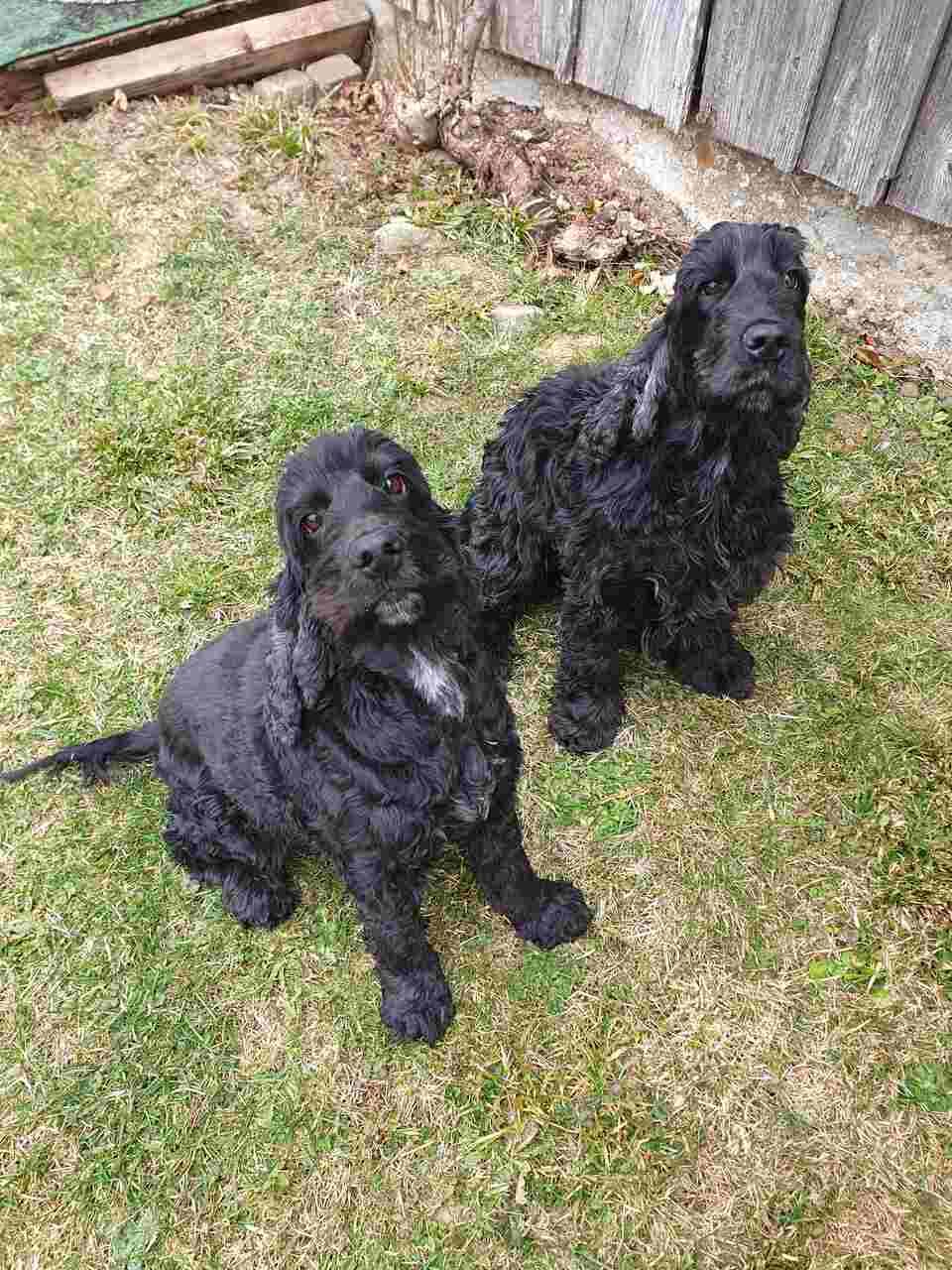 Tierservice Heer - zwei schwarze Hunde auf einer Wiese