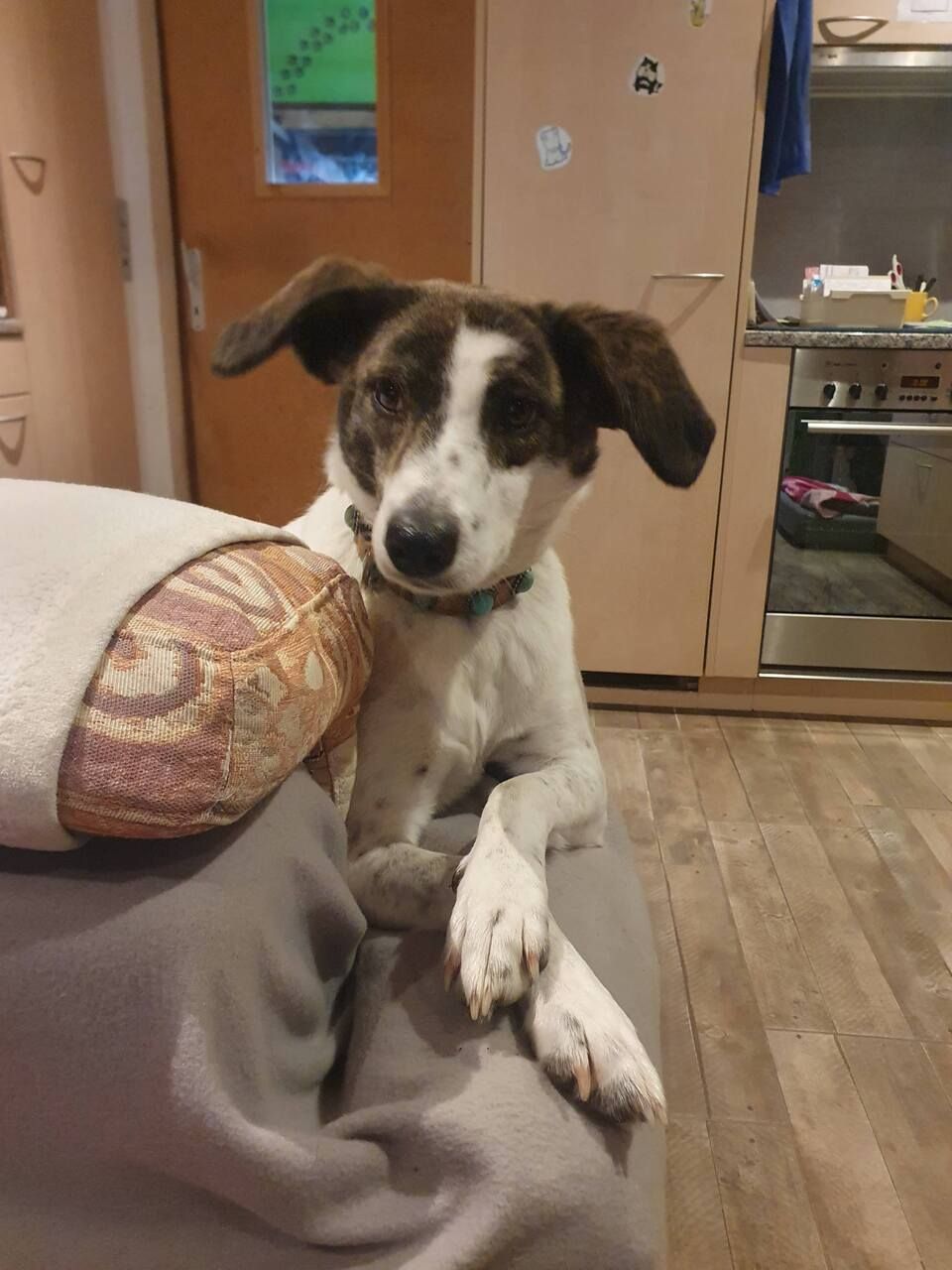 Tierservice Heer - Hund klettert auf ein Sofa