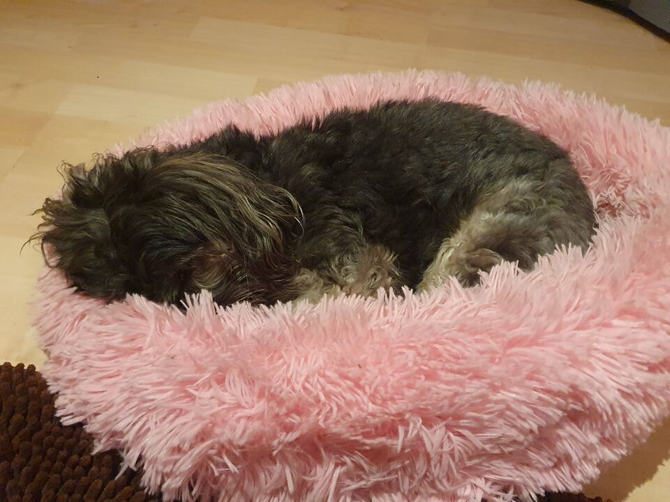 Tierservice Heer - ein Hund schläft in einem pinken, flauschigen Hundebett