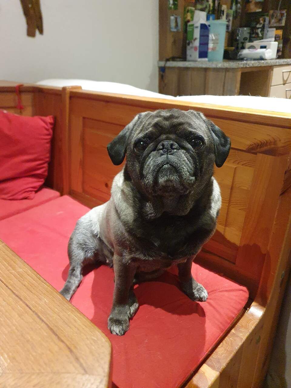 Tierservice Heer - Hund auf einem roten Teppichläufer