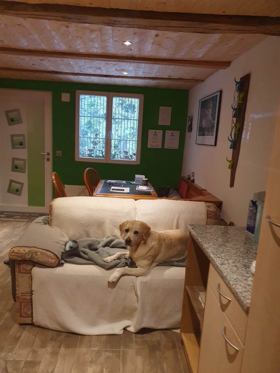 Tierservice Heer - Hund liegt auf einem Sofa