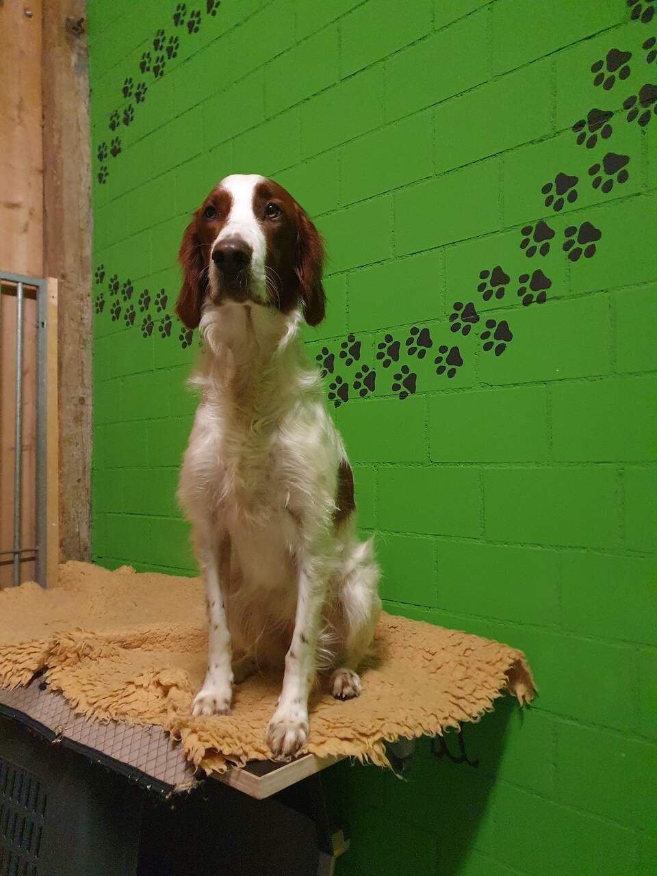 Tierservice Heer - Hund vor grüner Wand mit dekorativen Hundepfotenabdrücken