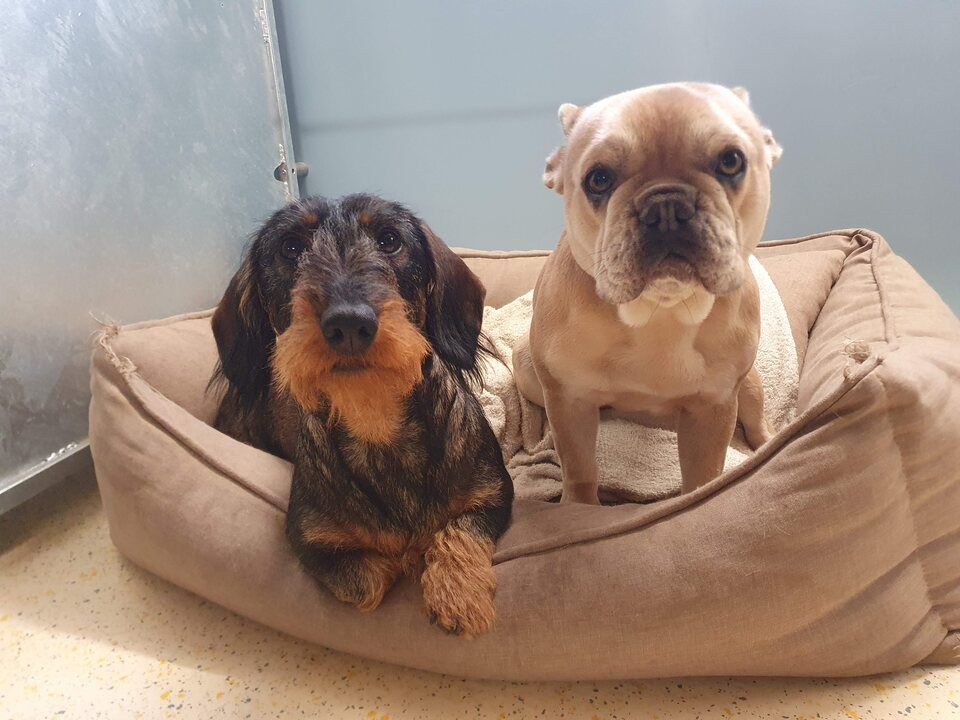 Tierservice Heer - zwei Hunde teilen sich einen Schlafplatz