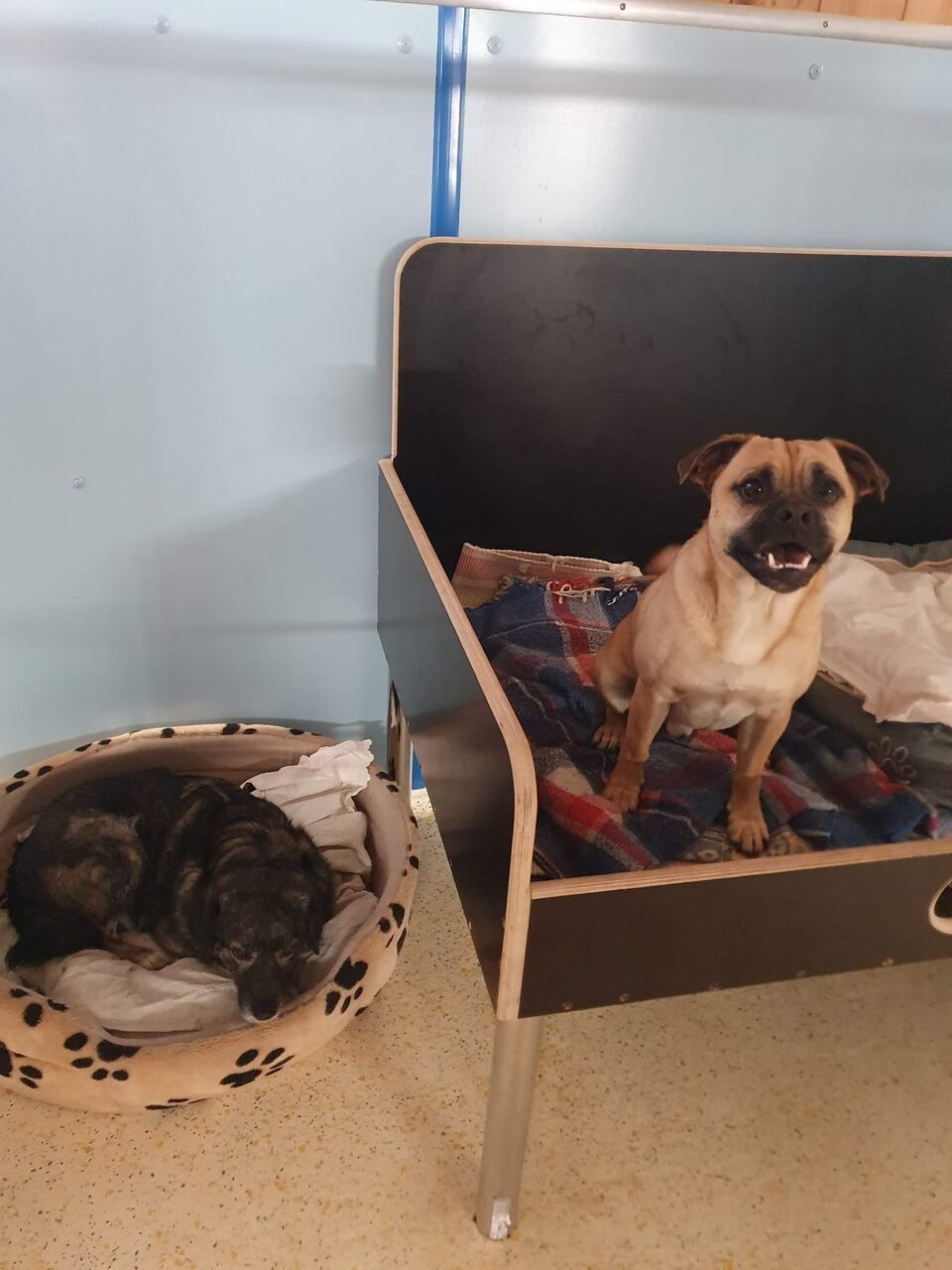 Tierservice Heer - zwei Hunde liegen in ihren Hundebetten