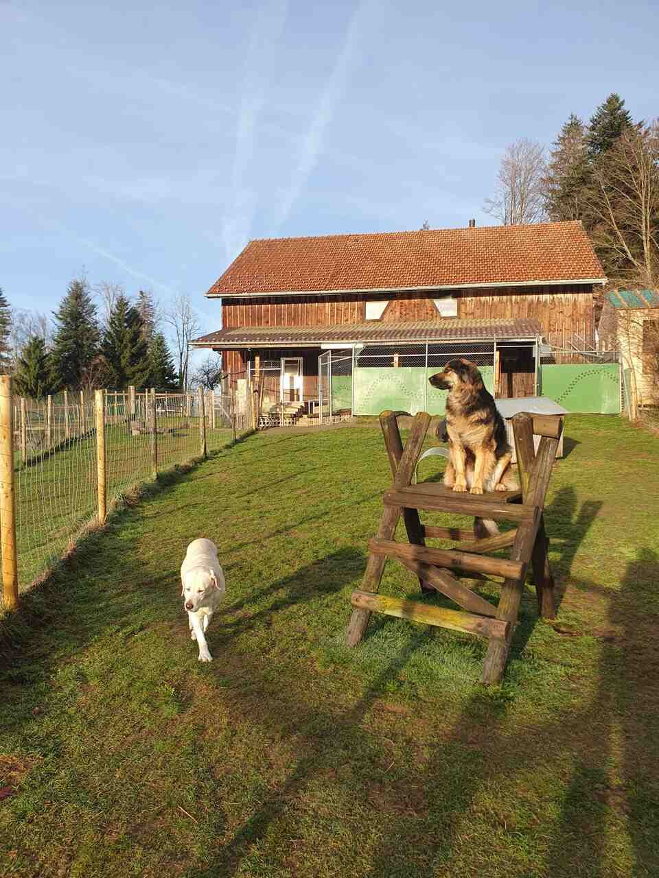 Tierservice Heer - Blick auf das Gebäude mit Freilaufwiese, zwei Hunde im Vordergrund