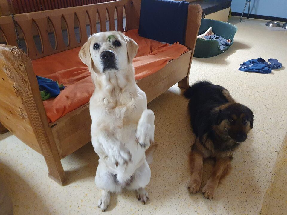 Tierservice Heer - zwei Hunde vor einer Sitzbank