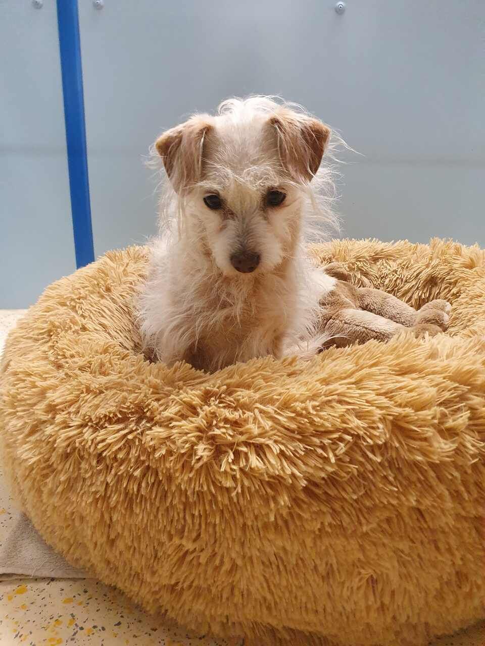 Tierservice Heer - ein Hund in einem flauschigen Hundebett