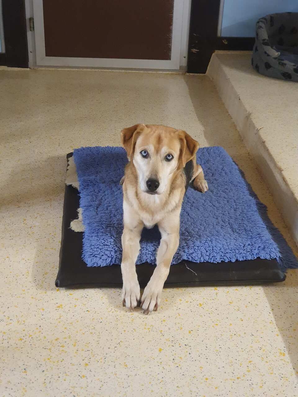 Tierservice Heer - ein Hund auf einer blauen Decke