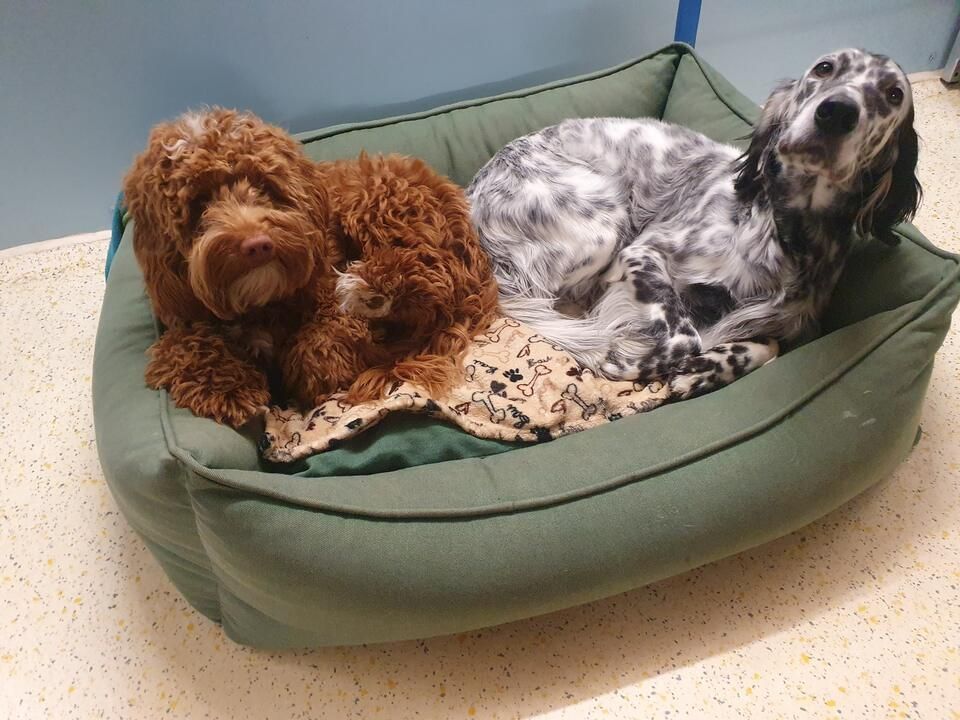 Tierservice Heer - zwei Hunde teilen sich einen Schlafplatz