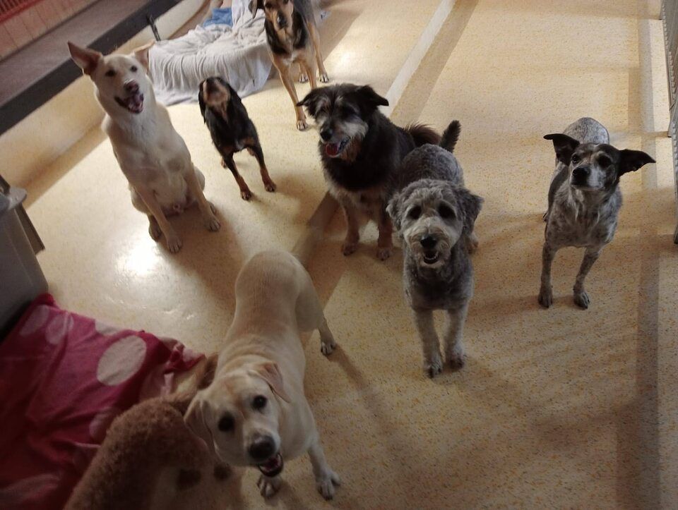 Tierservice Heer - ein Rudel Hunde