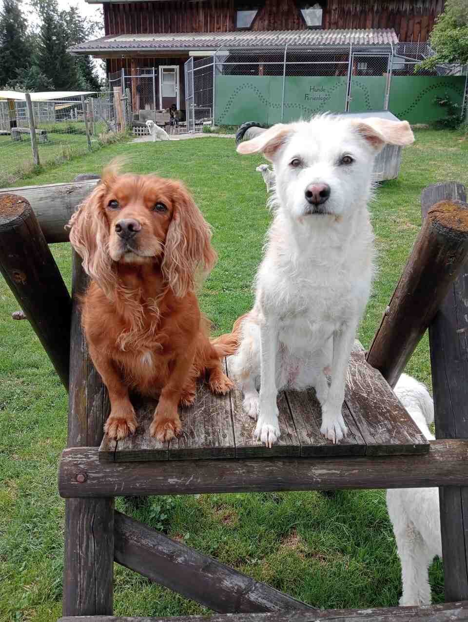 Tierservice Heer - zwei Hunde auf einer Holzplattform posieren für ein Foto