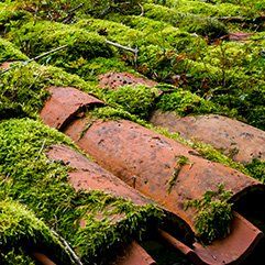 mousse sur les tuiles